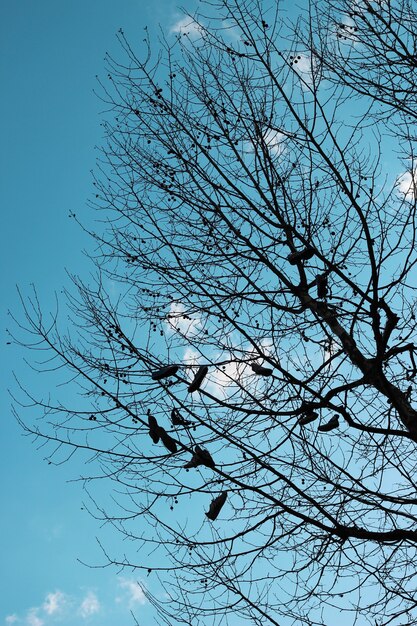 Tir vertical de beaucoup de chaussures accrochées sur des branches d'arbres sous un ciel nuageux