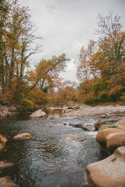 Tir vertical de beaucoup de roches dans une rivière entourée de beaux arbres sous les nuages d'orage