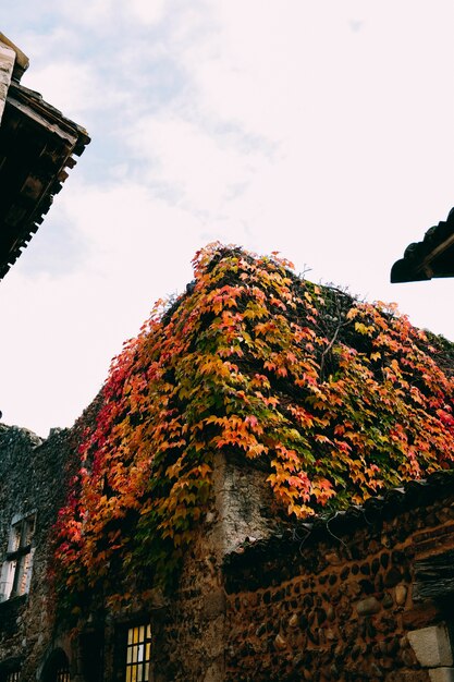 Tir vertical des beaux vieux bâtiments recouverts de feuilles d'automne colorées