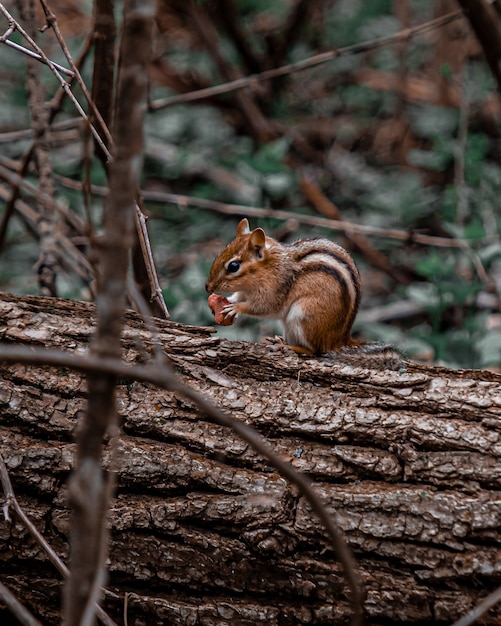 Tir vertical d'un bébé écureuil sur un arbre en mangeant