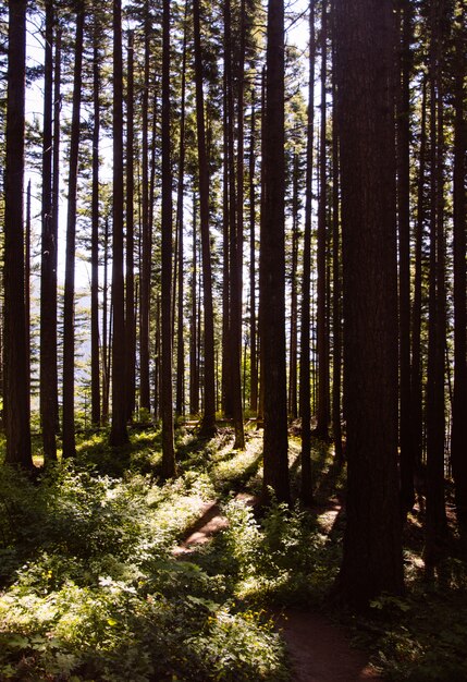 Tir vertical d'une belle forêt avec de grands arbres minces la lumière du soleil
