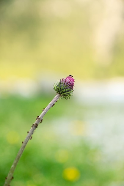 Photo gratuite tir vertical de bourgeon de fleur de chardon violet avec des fourmis sur la tige
