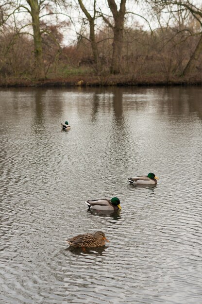 Tir vertical de canards colverts mâles et femelles nageant sur un étang