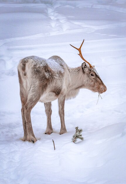 Tir vertical d'un cerf dans la forêt enneigée en hiver