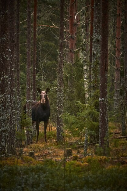 Tir vertical d'un cerf dans la forêt avec de grands arbres pendant la journée