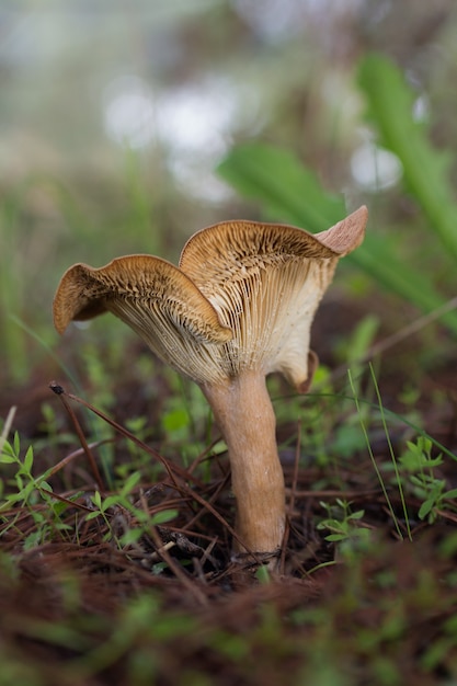 Tir vertical d'un champignon dans la forêt