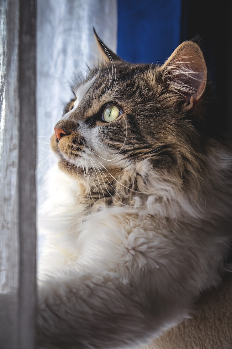 Photo gratuit tir vertical d'un chat maine coon pelucheux par la fenêtre