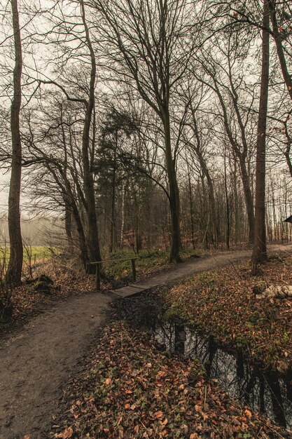 Tir vertical d'un chemin forestier dans un ciel sombre