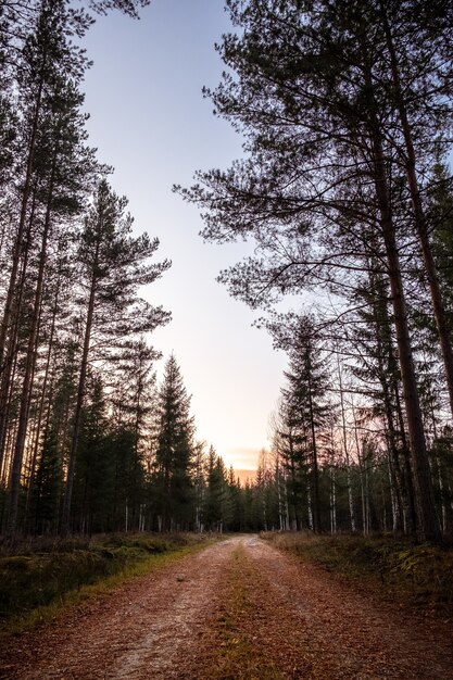 Tir vertical d'un chemin vide dans la forêt avec de grands arbres pendant le coucher du soleil