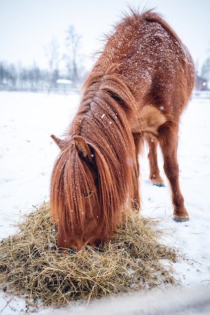 Photo gratuite tir vertical d'un cheval aux cheveux longs tout en mangeant du foin dans le nord de la suède