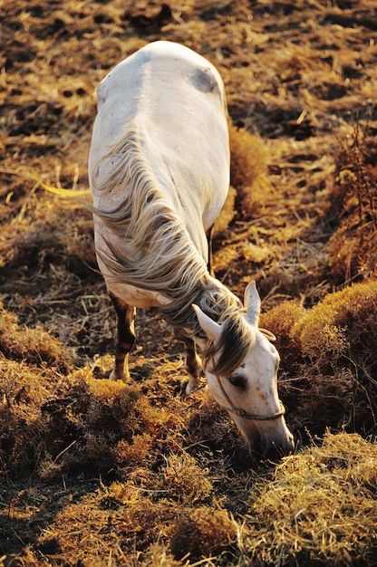 Tir vertical d'un cheval blanc paissant sur un champ herbeux