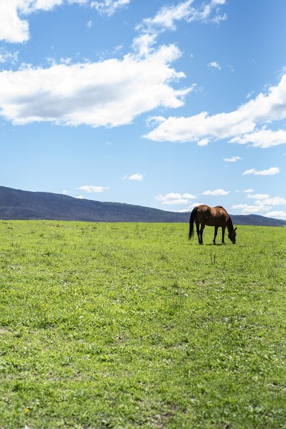 Tir vertical d'un cheval paissant sur une pelouse verte lors d'une journée ensoleillée