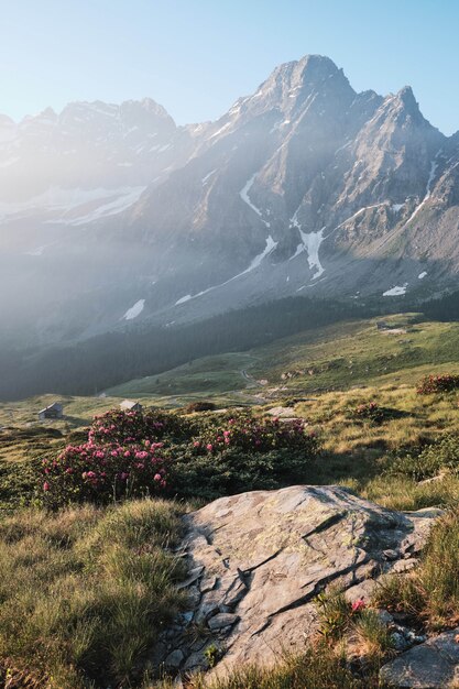 Tir vertical d'une colline herbeuse avec des fleurs violettes et une montagne