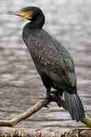 Photo gratuite tir vertical d'un cormoran à aigrettes avec un flou