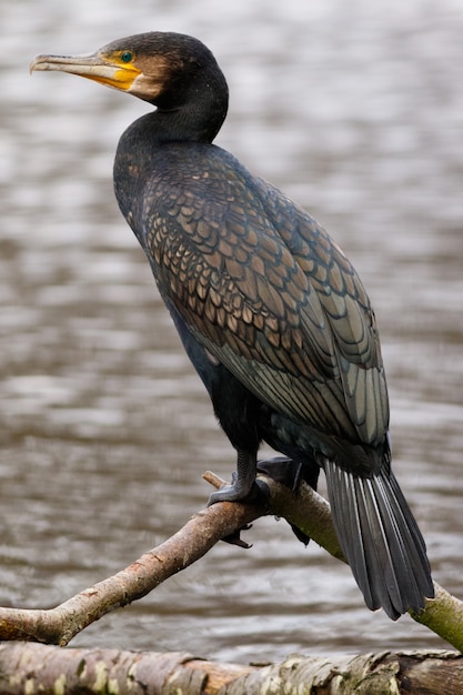 Tir vertical d'un cormoran à aigrettes avec un flou