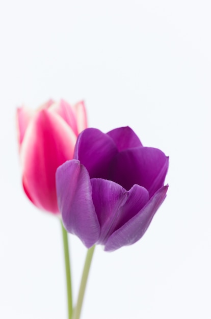 Tir vertical de deux fleurs de tulipes colorées sur fond blanc avec un espace pour votre texte