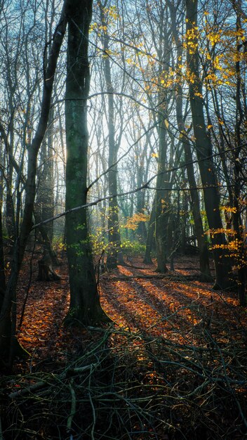 Tir vertical du soleil qui brille sur une forêt d'automne