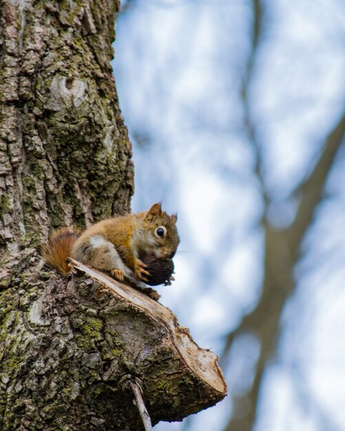 Tir vertical d'un écureuil mignon mangeant des noisettes sur un arbre