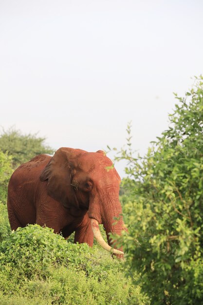 Tir vertical d'un éléphant à côté d'arbres dans le parc national de Tsavo East, Kenya