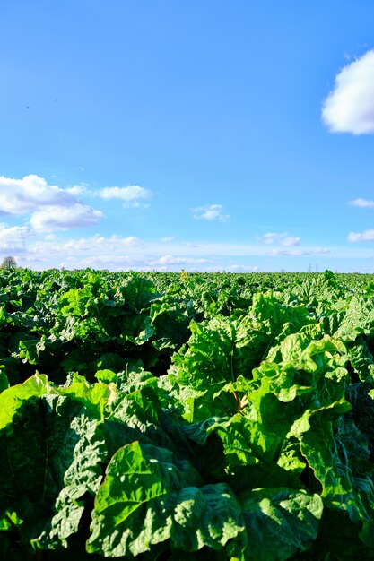 Tir vertical d'une ferme verte sous le ciel bleu clair capturer din West Yorkshire, Angleterre