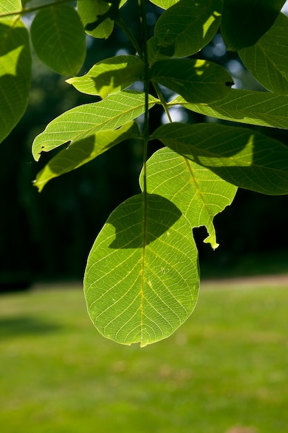 Tir vertical des feuilles sur les branches d'un arbre sur un paysage verdoyant