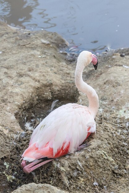 Tir vertical de flamant rose sur le lac