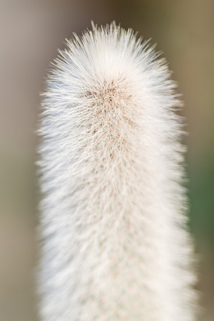 Tir vertical d'une fleur duveteuse