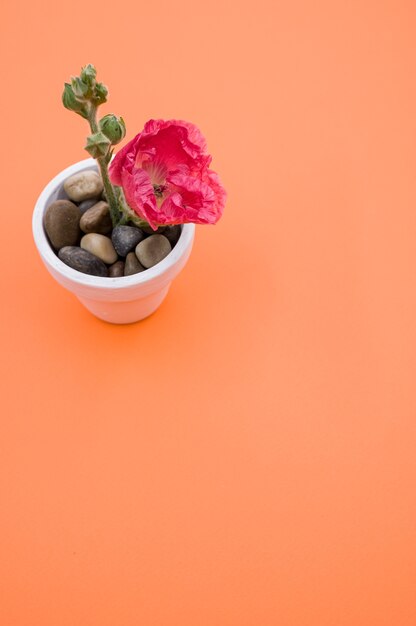 Tir vertical d'une fleur d'oeillet rose dans un petit pot de fleur, placé sur une surface orange