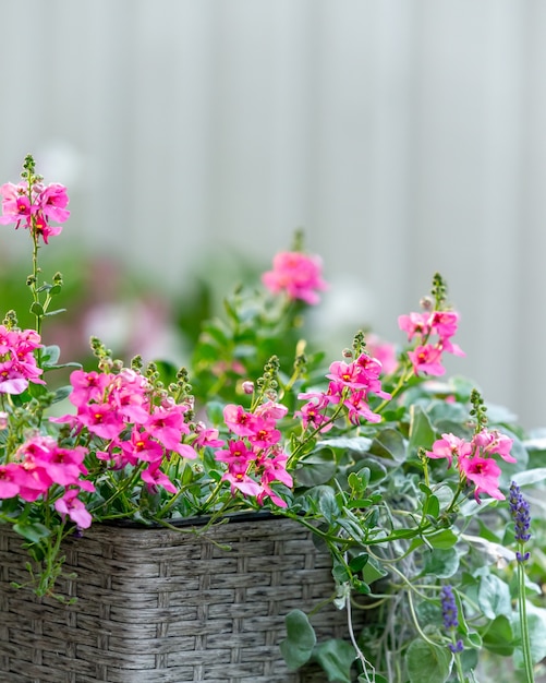 Tir vertical de fleurs de diascia rose dans un panier