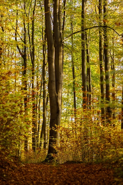 Tir vertical d'une forêt avec des arbres à feuilles vertes et jaunes en Allemagne