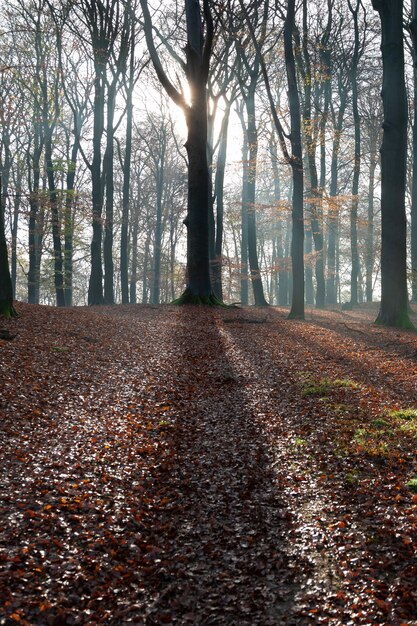 Tir vertical d'une forêt avec des arbres sans feuilles et le soleil qui brille à travers les branches