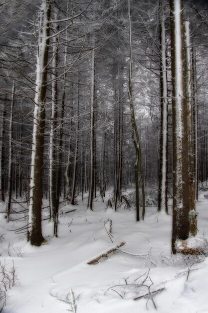 Tir vertical d'une forêt couverte de neige en hiver