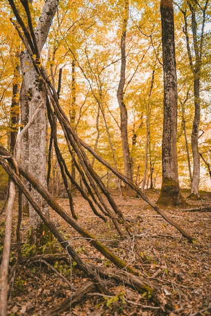 Tir vertical d'une forêt avec de grands arbres à feuilles jaunes pendant la journée