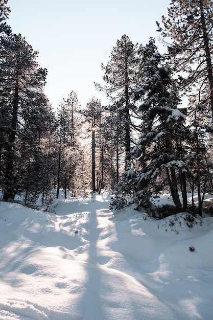 Tir vertical d'une forêt avec de grands arbres en hiver