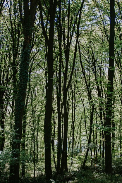 Tir vertical d'une forêt avec de grands arbres et plantes