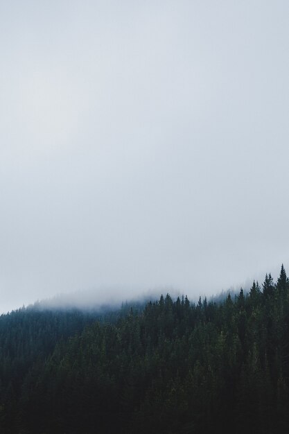 Tir vertical d'une forêt en un jour brumeux