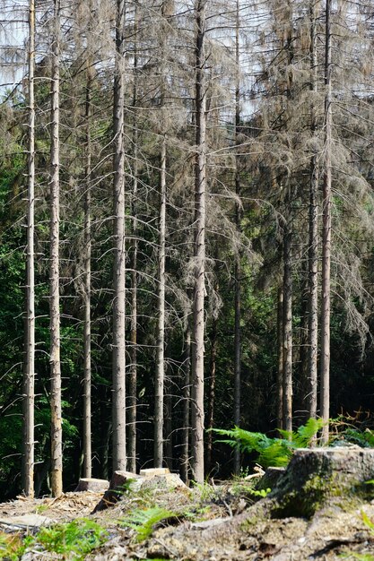 Tir vertical de la forêt en mauvais état en raison du changement climatique