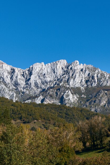 Tir vertical d'une forêt près de la montagne rocheuse