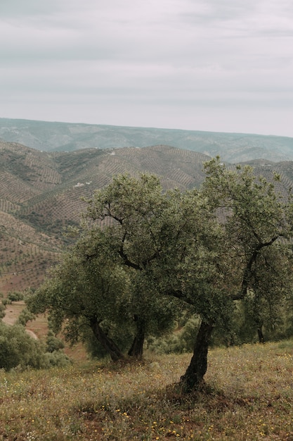 Tir vertical d'une gamme d'arbres dans un champ herbeux avec de hautes montagnes rocheuses