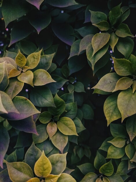 Tir vertical à grand angle de feuilles vertes poussant au milieu d'un jardin