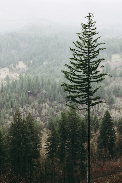 Photo gratuite tir vertical d'un grand arbre dans la forêt