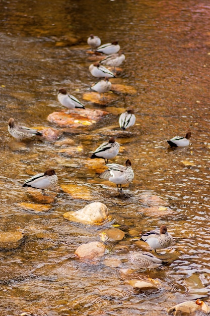 Tir vertical d'un grand nombre de canards colverts près du lac pendant la journée