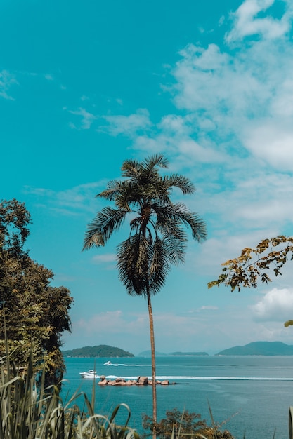 Tir vertical d'un grand palmier sur la plage de Rio
