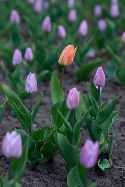 Tir vertical d'une grande tulipe orange parmi les violettes - concept qui se démarque