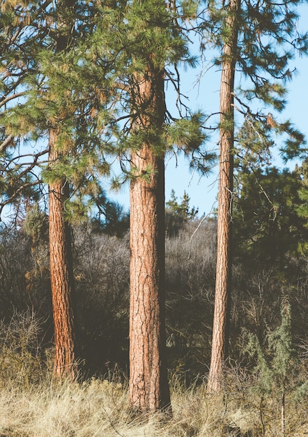 Tir vertical de grands arbres dans le jardin