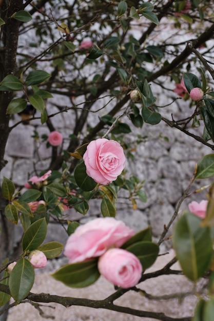 Tir vertical d'un jardin de roses roses avec un arrière-plan flou