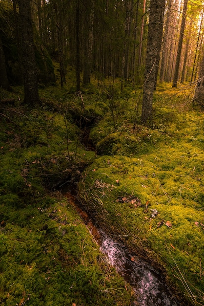 Tir vertical d'un jet d'eau au milieu d'une forêt avec de la mousse poussant sur le sol