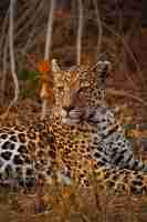 Photo gratuite tir vertical d'un léopard dans son habitat en safari dans le delta de l'okavanga au botswana