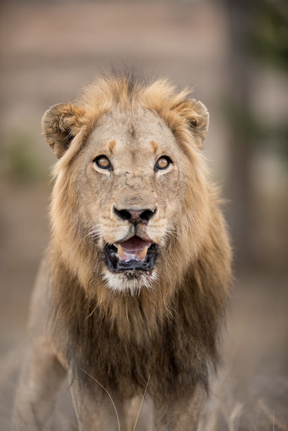 Tir vertical d'un lion mâle avec un arrière-plan flou