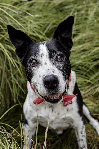 Tir vertical d'un mignon teddy roosevelt terrier chien assis sur l'herbe